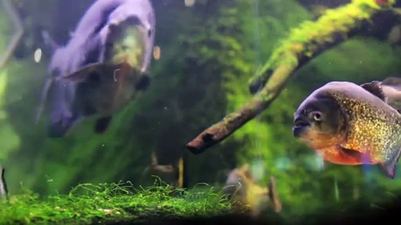 Fish 🐠🐠 and moss