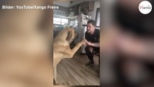 80 Kilo schwerer Hund bekommt Ärger: Seine Reaktion ist zum Niederknien (Video)