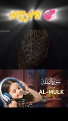 surah mulk ki tilawat 1 nice #foryou #foryou #foryou #shorts #IslamicShorts #shortsvideo #shortfeed #NatureInspiredByQuran #bird