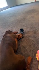 Dachshund is playing with a baby chicken!