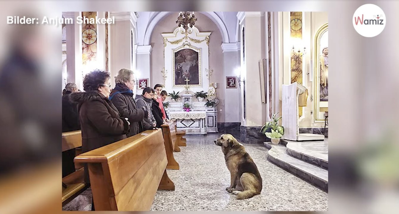 Schäferhund kommt dauernd in die Kirche, dann versteht der Pfarrer endlich warum