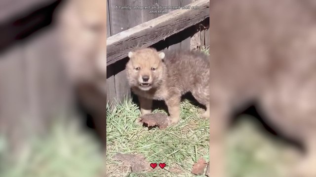 Una familia adopta un lobito abandonado y su vida cambia para siempre