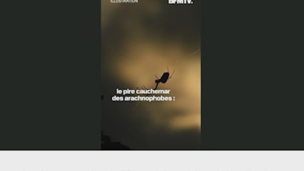 Detienen a un hombre en el aeropuerto con cientos de tarántulas, ciempiés y hormigas bala adheridas al cuerpo