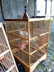 burung pak rt yg baru