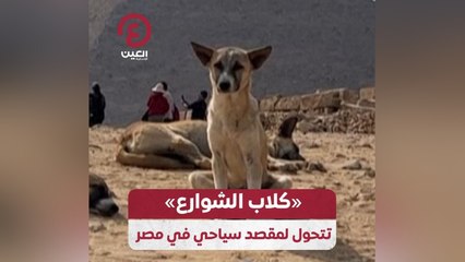 «كلاب الشوارع» تتحول لمقصد سياحي في مصر