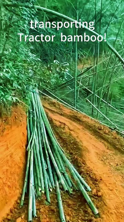 The tractor dragged bamboo out of the mountains! The car is small, powerful,