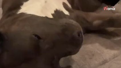 Video. Spende più di 700 euro dal veterinario: pensa a uno scherzo quando sente la diagnosi