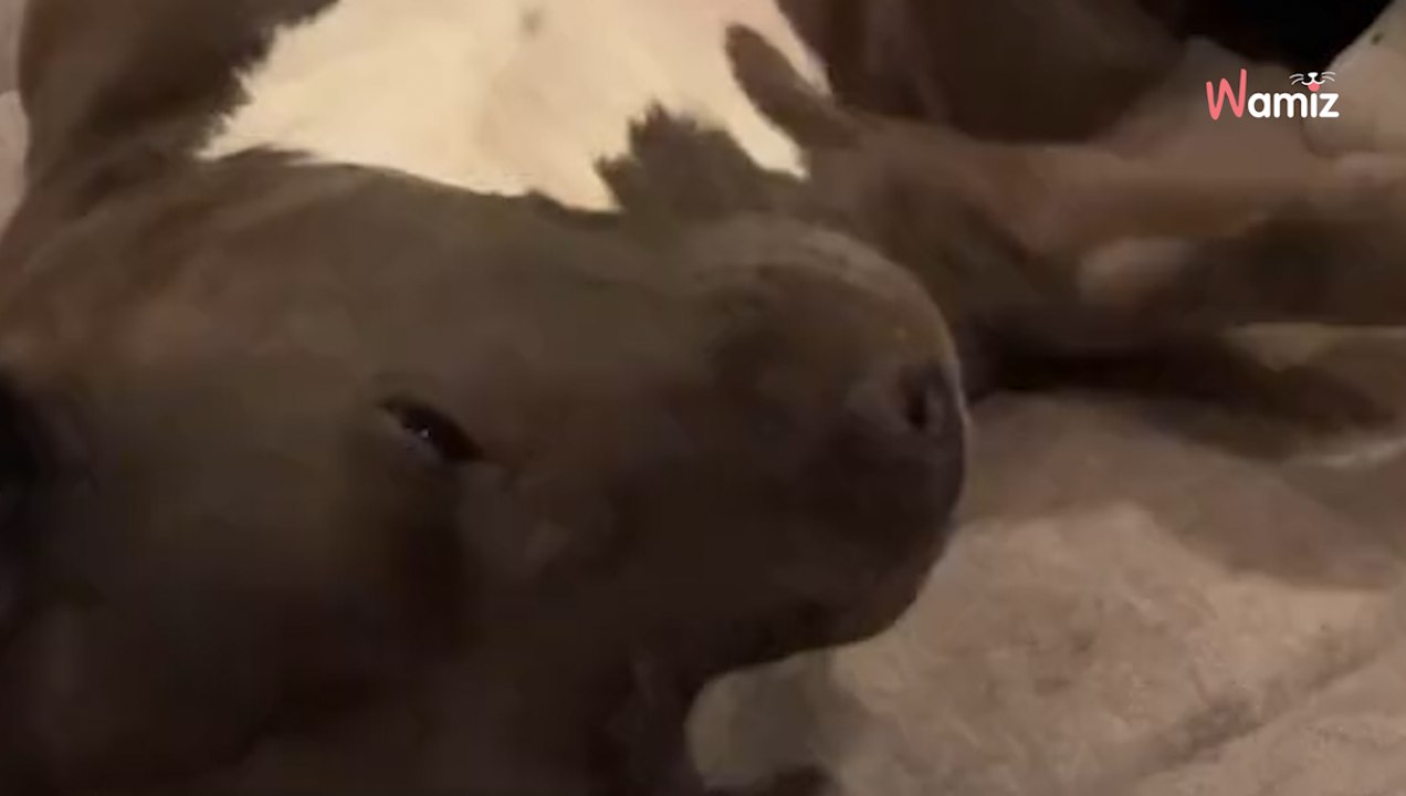 Video. Spende più di 700 euro dal veterinario: pensa a uno scherzo quando sente la diagnosi
