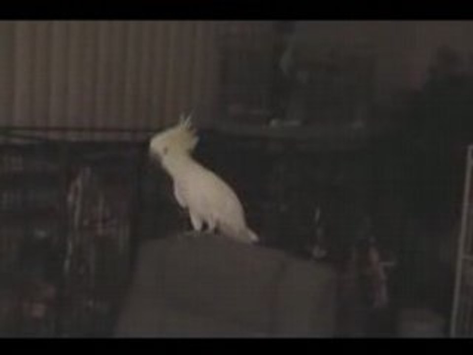 La dance du perroquet.