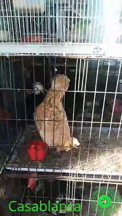 Un Festival de Couleurs et de Chants au Souk Al Qaria de Casablanca