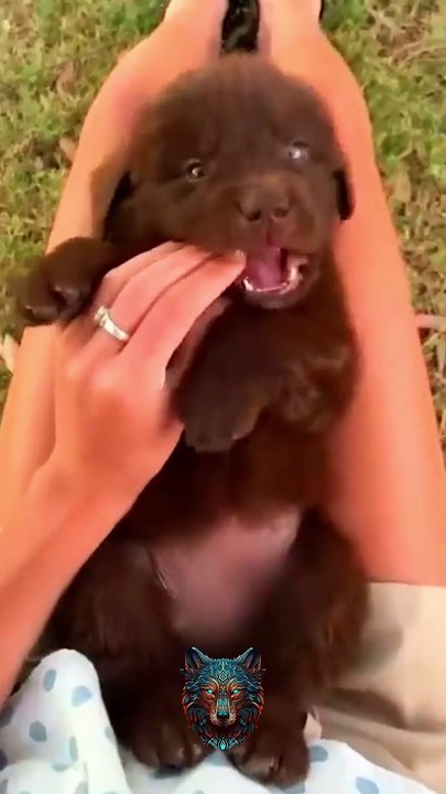 Before & After Animals Growing Up |Nature's Beautiful Animals Evolution💥Shorts#animals #viralvideo