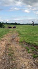 Bull rams the side of the ATV after getting sprayed with wormer!