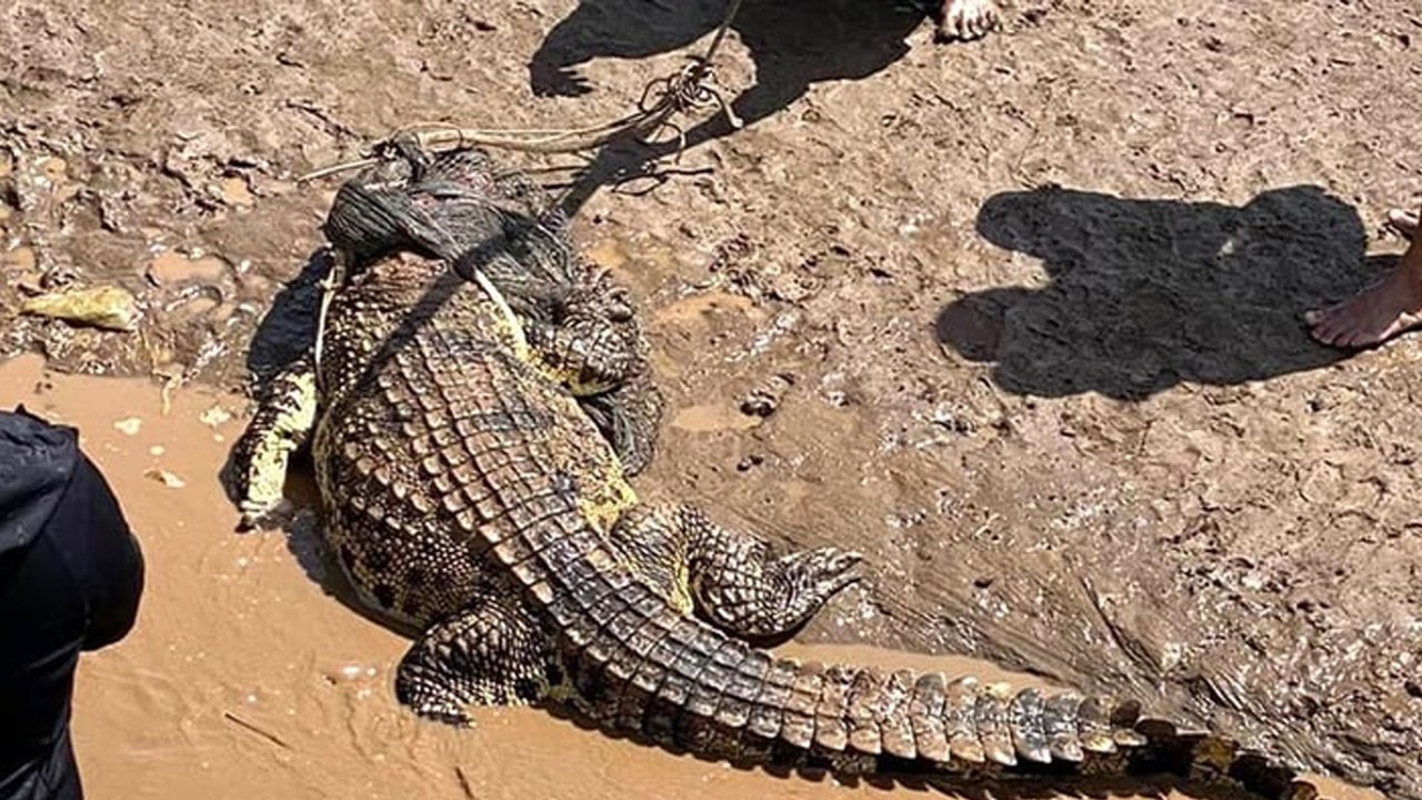 Bắt được cá sấu gần 100kg tại rừng phòng hộ ở Bạc Liêu