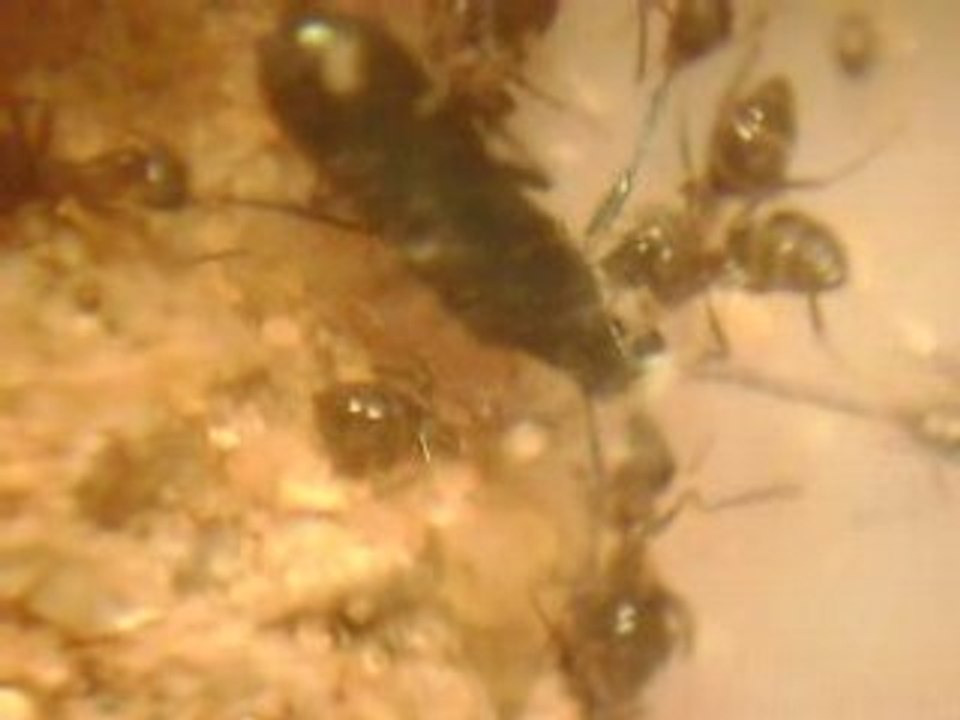 L union fait la force 1