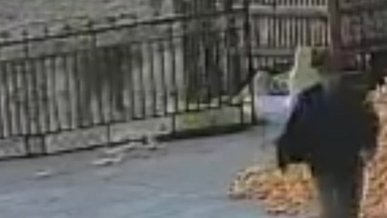 '백두산 호랑이' 중국 민가 습격...농민 물고 달아나 / YTN