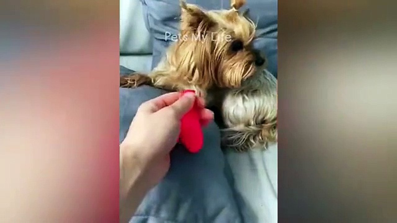 Funny short video 😂