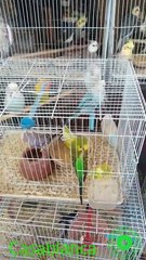 Le Spectacle Envoûtant des Oiseaux du Souk Al Qaria à Casablanca