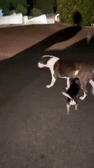 Louis the Chihuahua meets his doggie pals after being stolen and found in Elgin