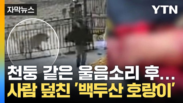 [자막뉴스] 팔 물어뜯어버렸다 공포의 백두산 호랑이...중국 아비규환 / YTN