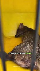 Uma das cobras mais venenosas do Brasil é resgatada dentro de tijolo em quintal de SC