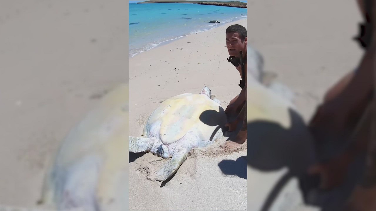 Una gigantesca tortuga queda atrapada en la arena de la playa y un padre acude a todo correr para convertirse en héroe salvador