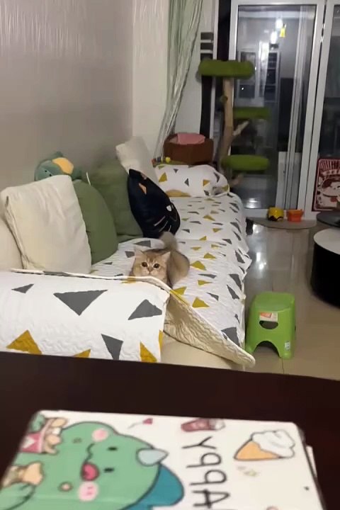 2024 best animals videos #cutecatvideos #funnycatvideos #cuteanimals #funny #reels #shortsvideo  #shorts #animal #funny animals #cat #animals #fyp