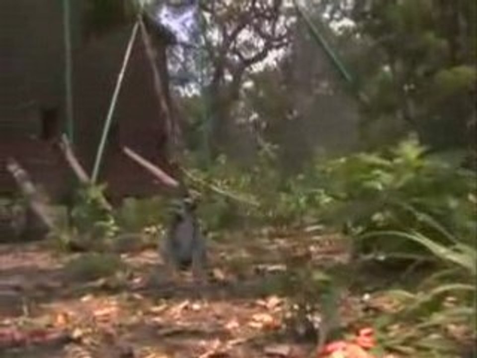 Making a Home for Lemurs