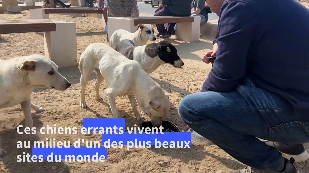 Egypte: les chiens errants des pyramides, nouvelle attraction de Guizeh
