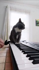 Ce chat joue au piano comme personne!