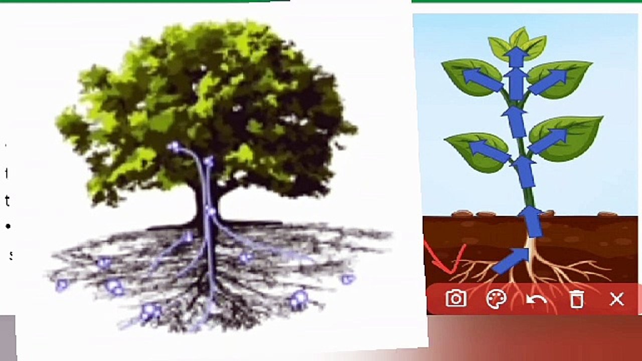 compound \ complex tissues class 9 Biology in Urdu \ in Hindi | Lec#36 | chap#4 | cells and tissues