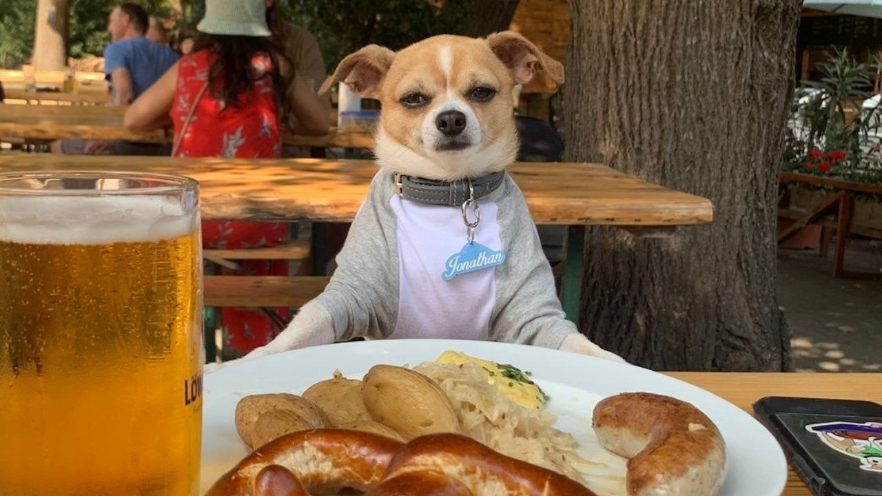 „Ich reise mit meinem Hund um die ganze Welt - er war in über 25 Ländern“