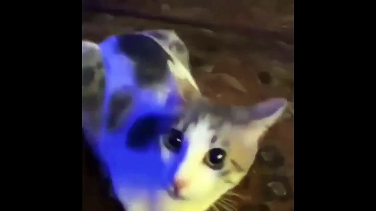 FUNNY CUTE CATS COMPILATION OF 2024 V6 TOP 100 FUNNY CATS CUTE AND FUNNY CATS  COMPILATION