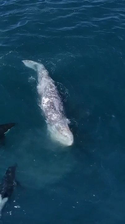 Drone Captures Stunning Footage of Whales and Orcas in the Ocean