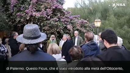 Giornata mondiale dell'albero, "il miglior amico dell'uomo"