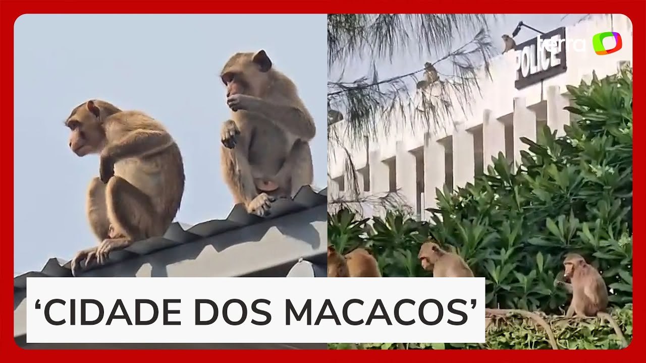Centenas de macacos escapam de cativeiro e inva...