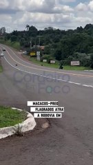 Macacos são flagrados atravessando rodovia em Cordeirópolis