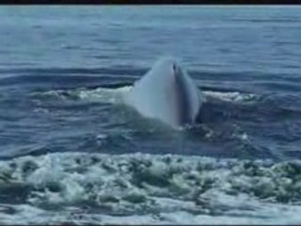 La Baleine Bleue