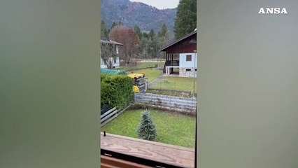 Trentino, abbattuto l'abete destinato a piazza San Pietro