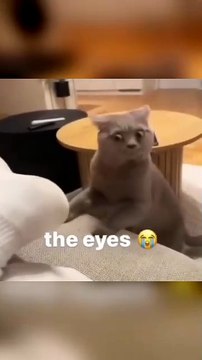 chats drôles et mignons #1