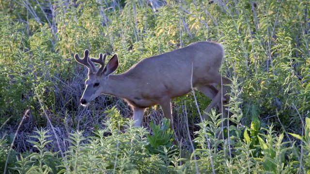 Bighorn Sheep Have an Entire Island To Themselves and It Is Something You Have to See to Believe