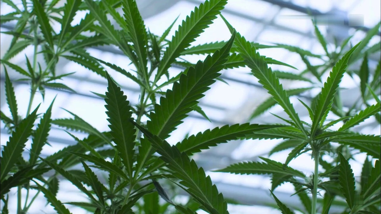LA VERDAD SOBRE EL CANNABIS
