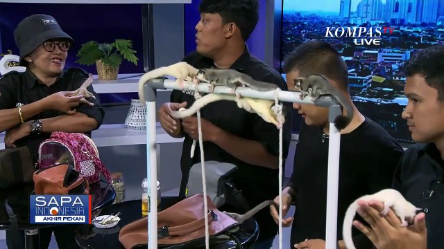 [FULL] Bincang Seru-Berbagi Tips & Trick bersama Komunitas Pencinta Sugar Glider Regional Jakarta