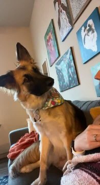 German Shepherd Curiously Tilts Head as Owner Asks About Going to Dog Park