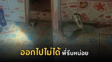 แล้วฉันจะทำอะไรได้ไหม ออกก็ไม่ได้ งูเห่าอยู่หน้าประตูห้องน้ำ