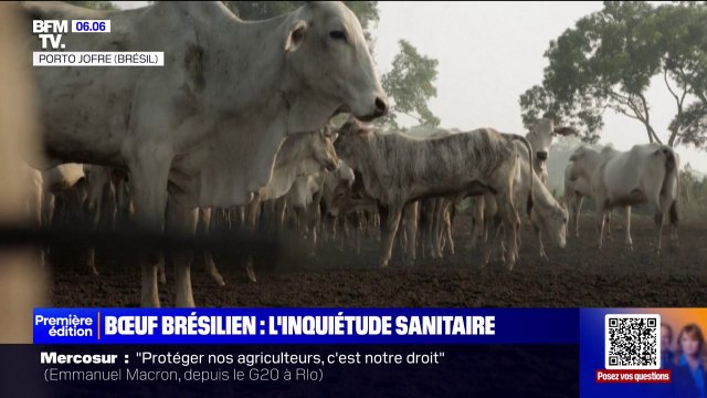 Résidus d'hormones retrouvés dans du bœuf brésilien importé en Europe: quels sont les risques pour la santé?