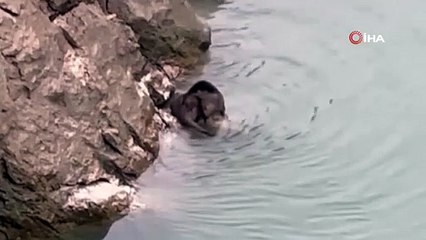 Fırat’ın kıyısında su samuru görüntülendi