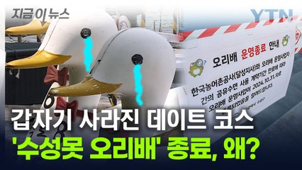 대구 수성못 오리배, 36년 만에 '운영 종료'...철거 이유는? [지금이뉴스] / YTN