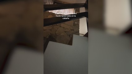 Se les cuela un oso en la cabaña y el drama de verdad llega cuando al día siguiente descubren su 'victima'