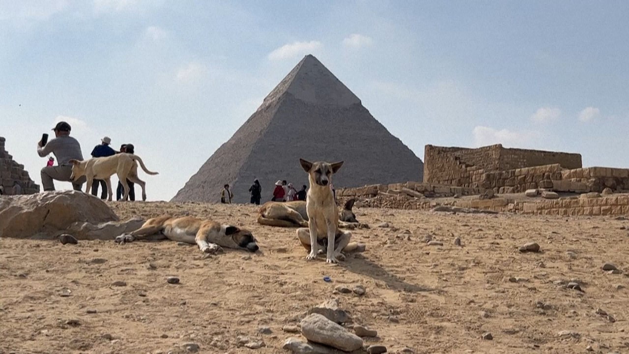 Egypte : les chiens errants des pyramides, nouvelle attraction de Guizeh