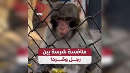 منافسة شرسة بين رجل وقرد!